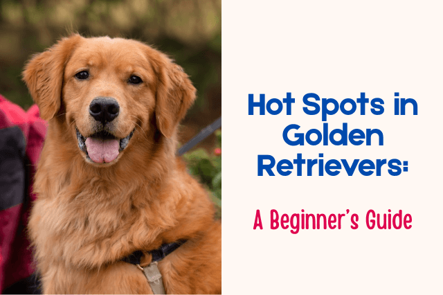 Hot spots in Golden Retrievers beginner's guide with a happy Golden Retriever.