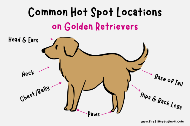 Graphic showing common hot spot locations on Golden Retrievers.