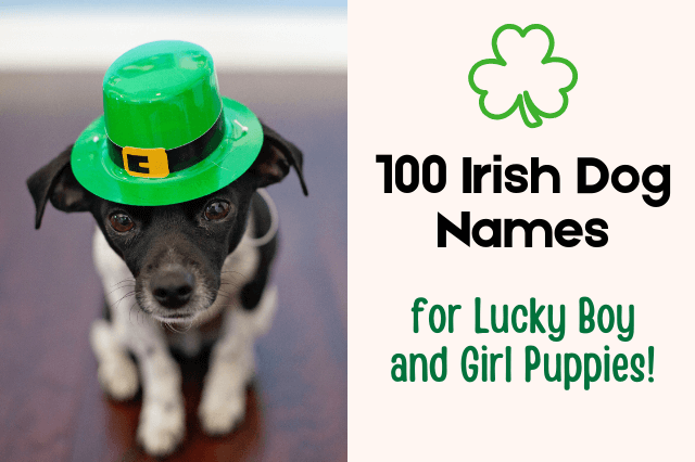 Small dog wearing a green St. Patrick’s Day hat, representing Irish dog names for boy and girl puppies.
