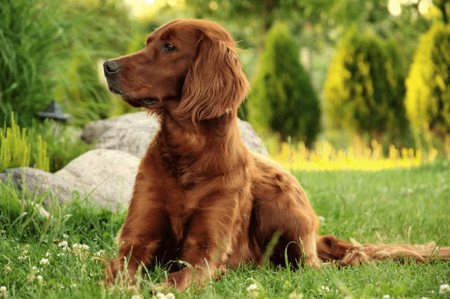 Irish Setter lying in a field of grass.