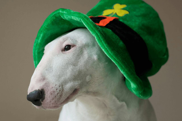 English Bull Terrier wearing a festive green St. Patrick's Day hat.