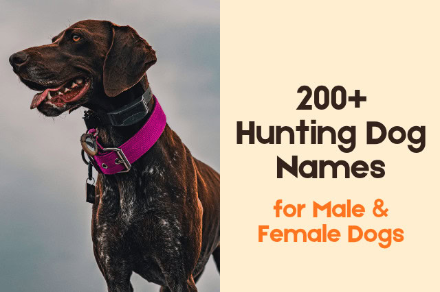 Hunting dog looking into the distance with text reading "200+ Hunting Dog Names for Male and Female Dogs".