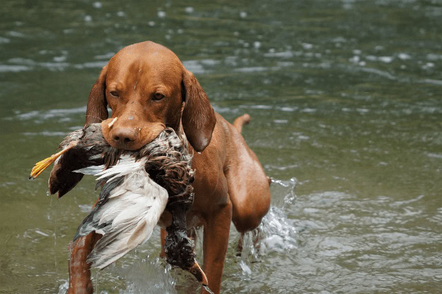 Vizsla retrieving a bird from the water while hunting.