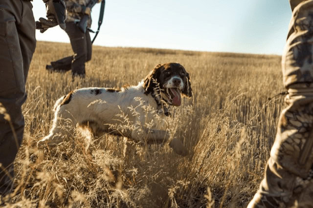 English Springer Spaniel in a field with hunters during a hunting trip.