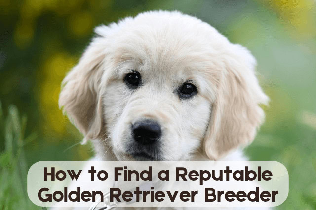 Golden Retriever puppy with text reading "How to Find a Reputable Golden Retriever Breeder."