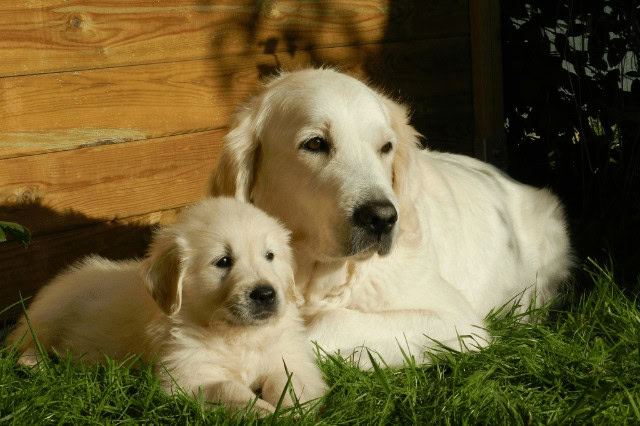 Golden Retriever puppy lying beside its adult mother on the grass.