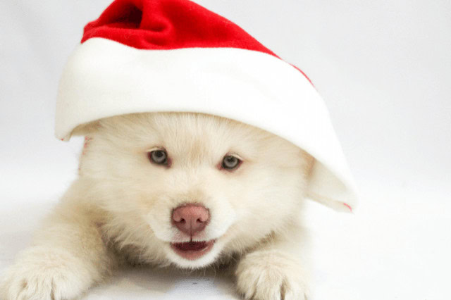 White puppy wearing a Santa hat looking at the camera.
