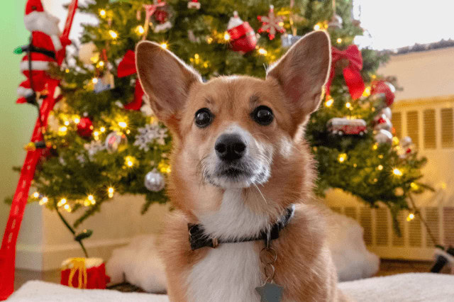 Corgi sitting in front of a decorated Christmas tree.