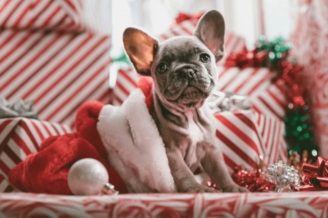 Boston Terrier puppy sitting with Christmas presents in the background.