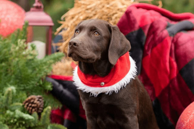Labrador puppy wearing a festive Christmas scarf in front of a winter-themed background.