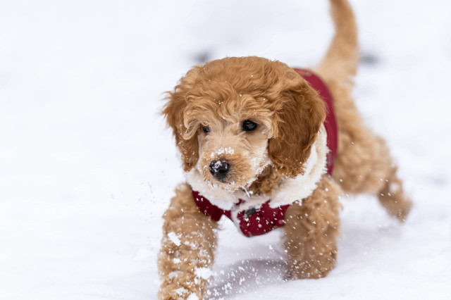 Doodle puppy wearing a winter dog coat walking through the snow.